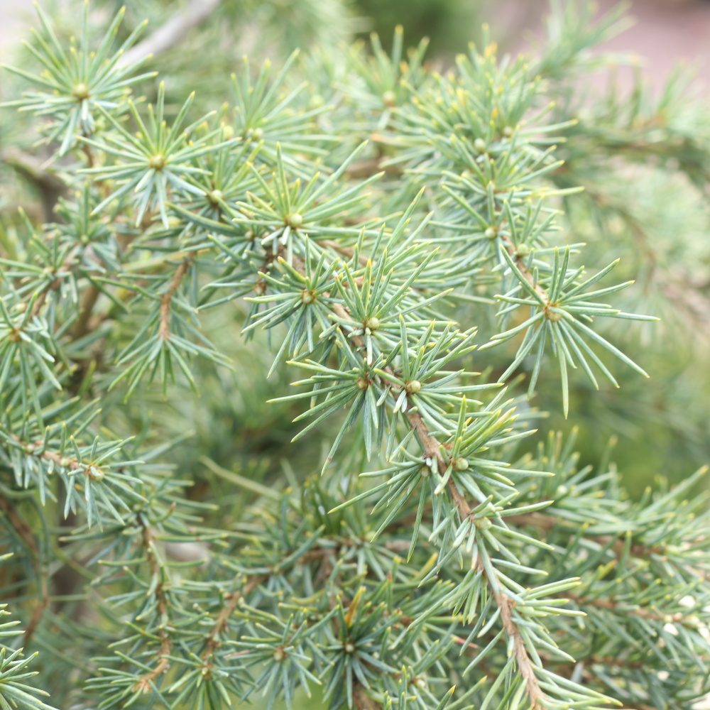 Cedr himálajský Feelling Blue kmínek 1/2, květináč 15 litrů-0