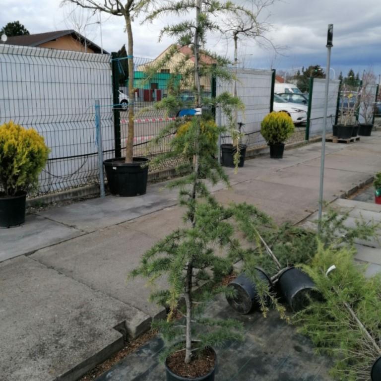 Cedr himalájský 'Pendula' 10 litrů-0