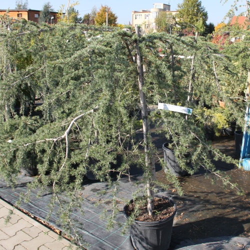 Vzrůstné jehličnany - Cedr himalájský 'Pendula' 30 litrů