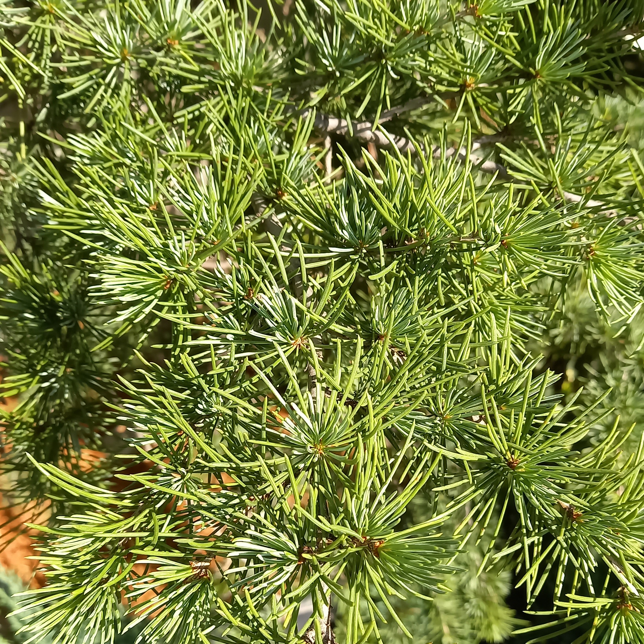 Zakrsle rostoucí jehličnany - Cedr himalájský Prostrata květináč 180 litrů. špalír