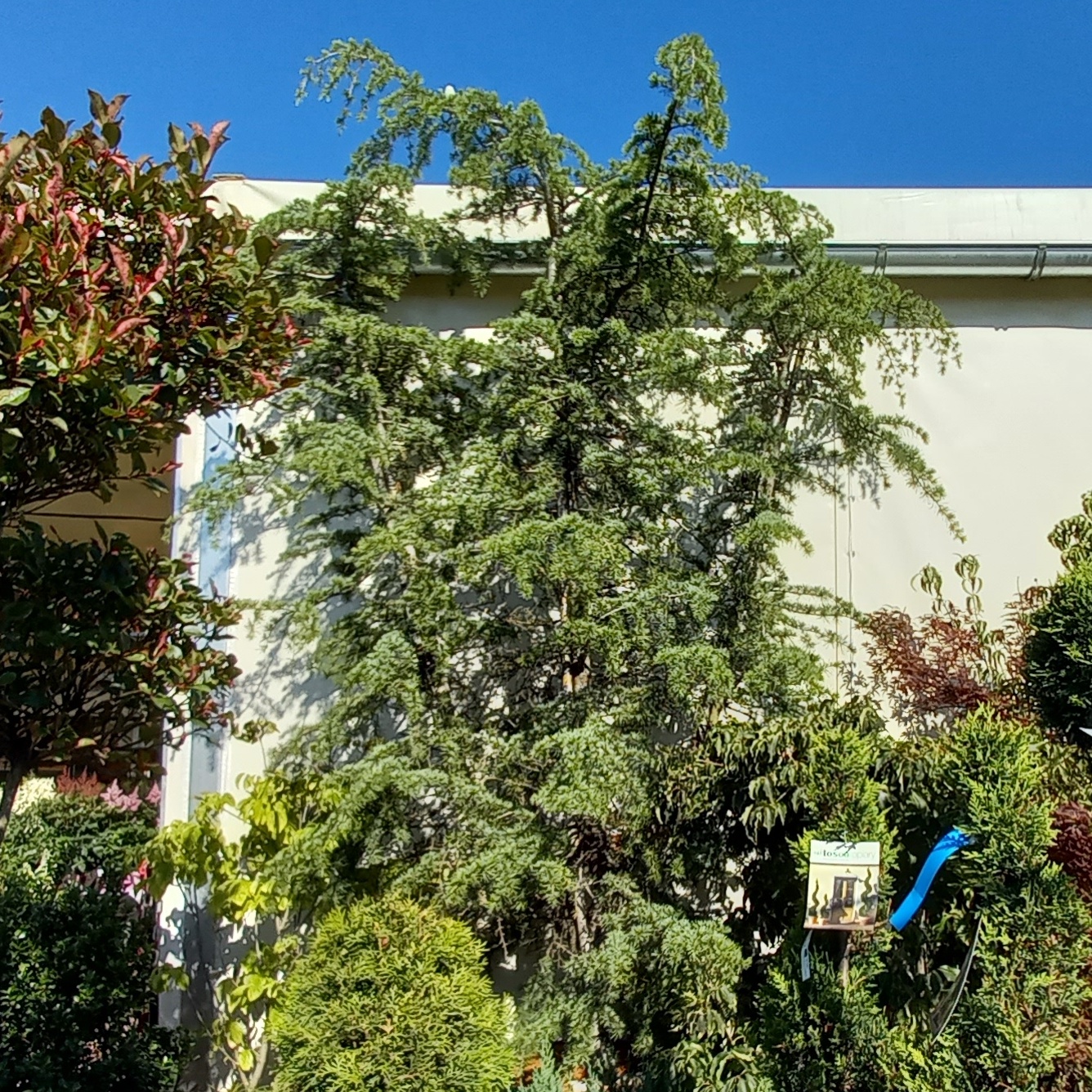 Cedr himalájský Prostrata květináč 180 litrů. špalír-0