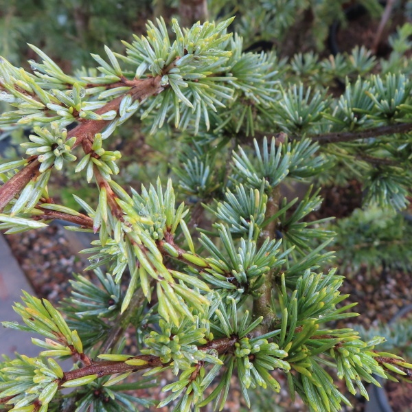 Vzrůstné jehličnany - Cedr himalájský 'Robusta Glauca' 9 litrů, 80/100cm