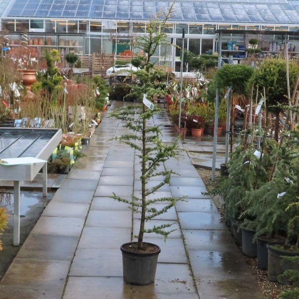 Cedr himalájský 'Robusta Glauca' 9 litrů, 80/100cm-0