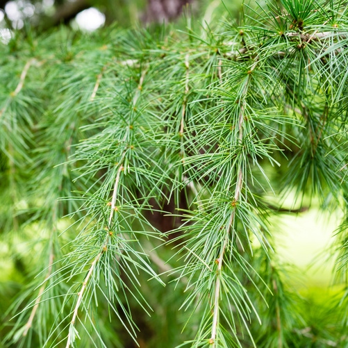 Vzrůstné jehličnany - Cedr himalájský výška 80/100cm, květináč 10 litrů