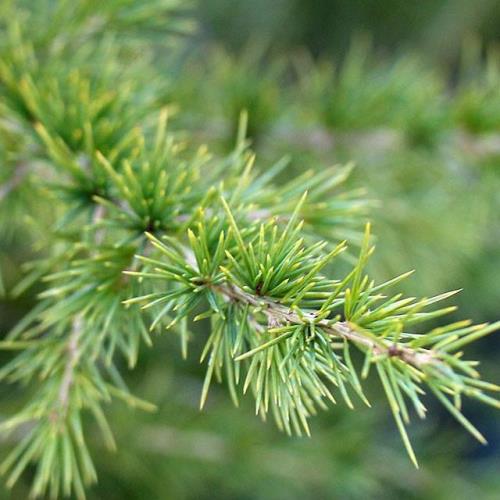Vzrůstné jehličnany - Cedr libanonský 24 litrů