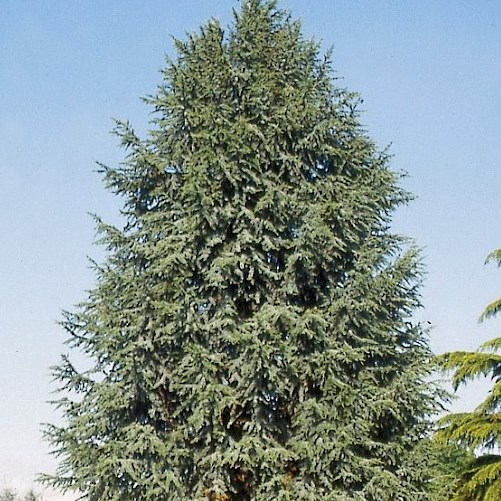 Vzrůstné jehličnany - Cedr libanonský 'Fastigiata' 30 litrů