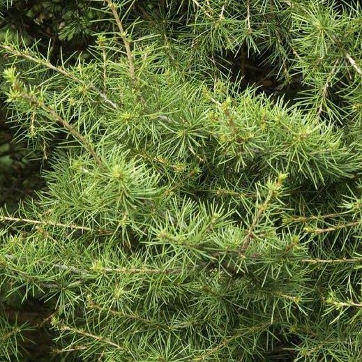 Zakrsle rostoucí jehličnany - Cedr libanonský Nana mini kmínek, květináč 9 litrů