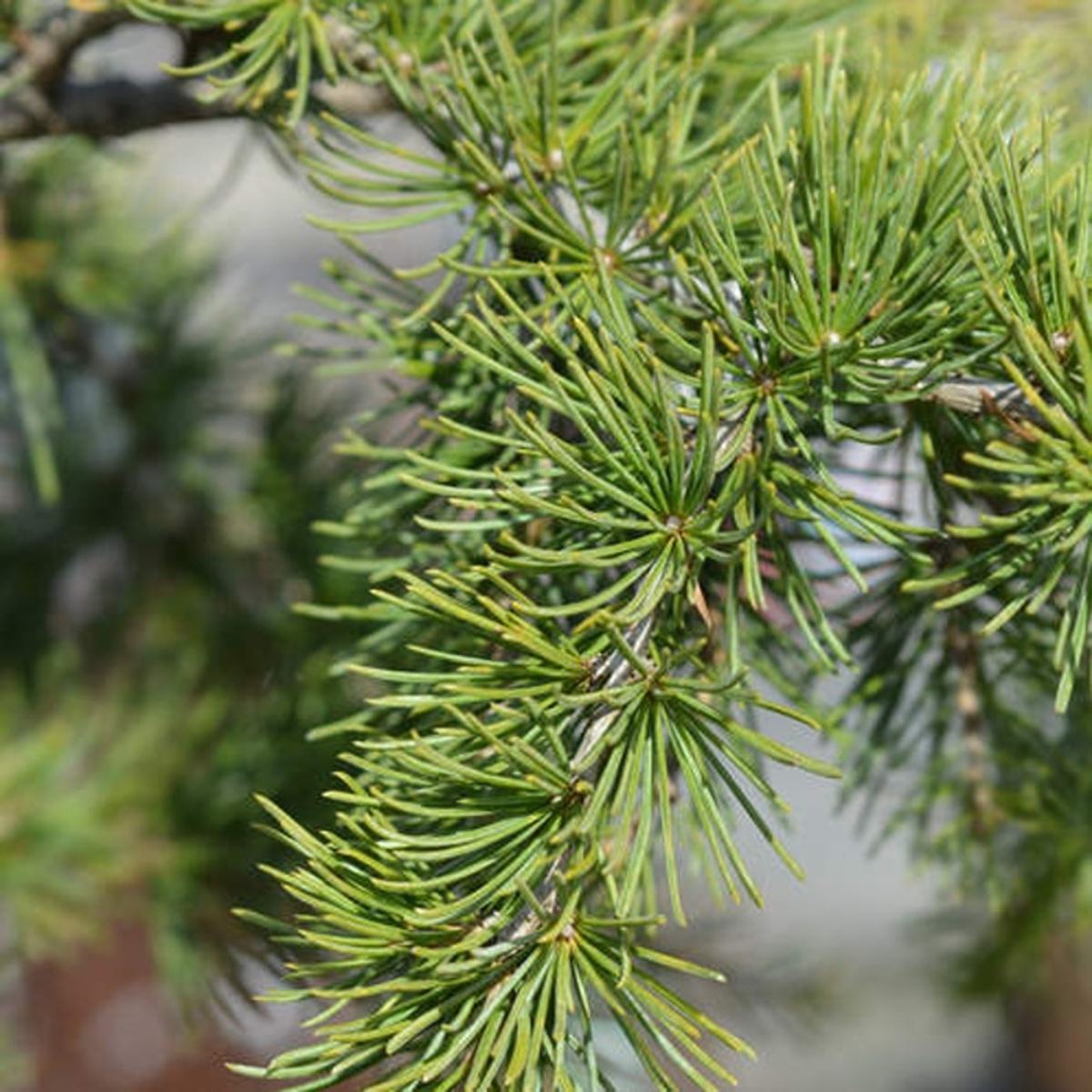 Zakrsle rostoucí jehličnany - Cedr libanonský Sargentii výška 125/150cm, květináč 25 litrů