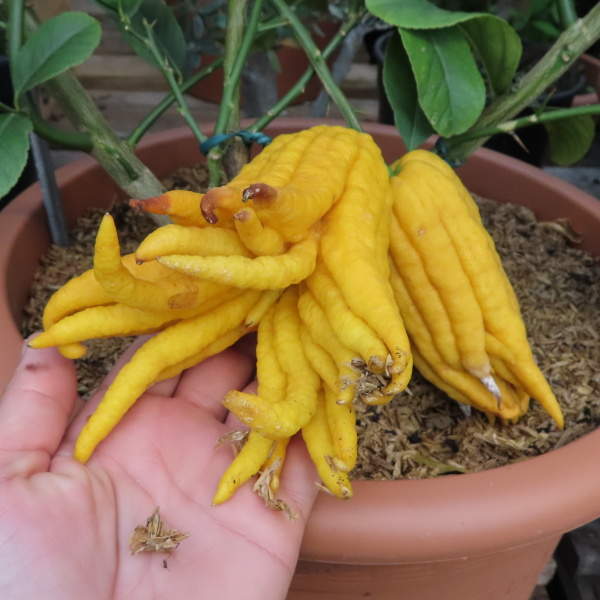 Nádobové květiny - Cedrát 'Mano di Buddha' mini kmínek, 5 litrů