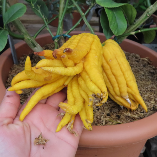 Nádobové květiny - Cedrát 'Mano di Buddha' špalír 12 litrů