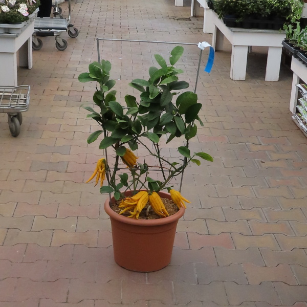 Cedrát 'Mano di Buddha' špalír 12 litrů-0