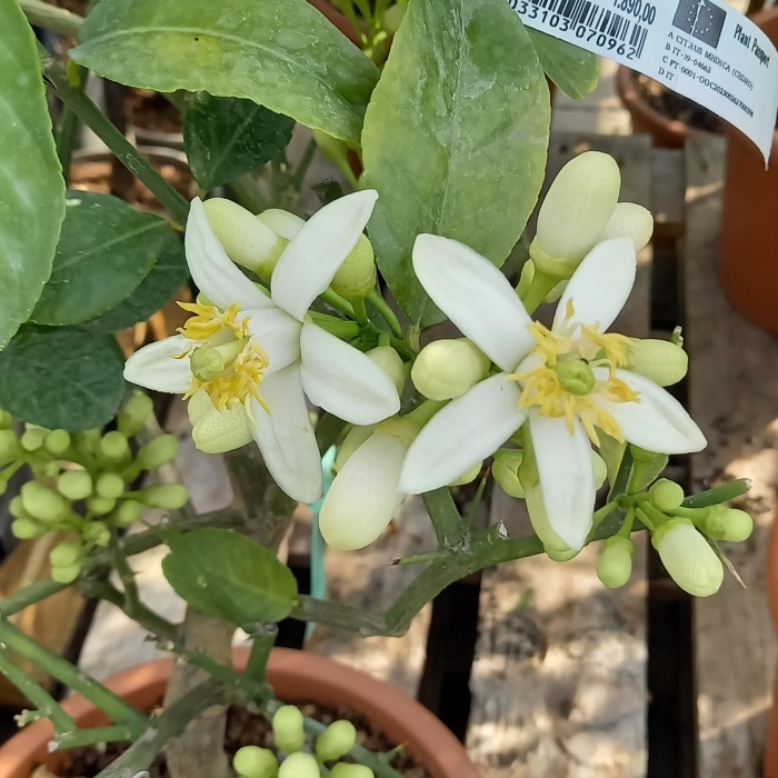 Nádobové květiny - Cedrát výška 60/80cm, květináč 12 litrů