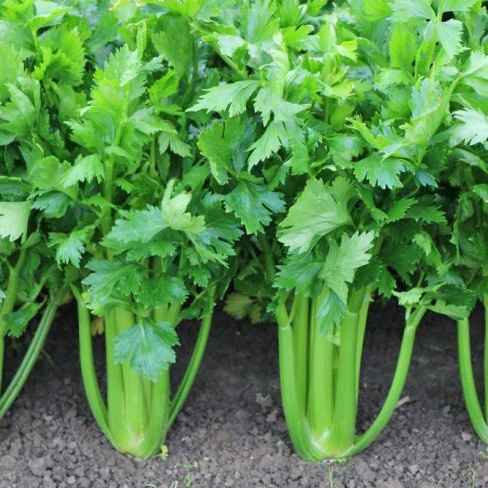 Osivo zeleniny - Celer řapíkatý Merlin