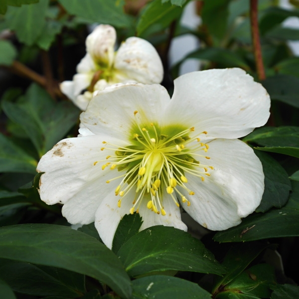 Rostliny - Čemeřice černá 9cm