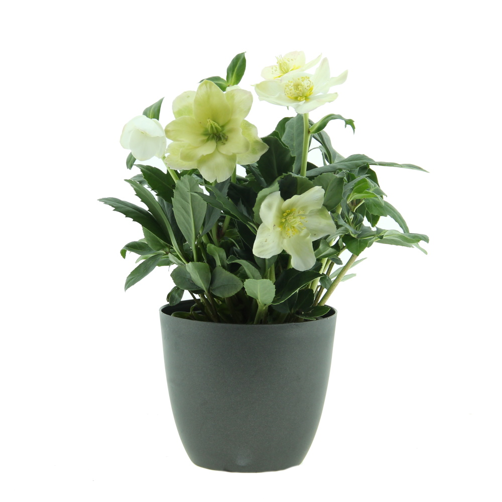 Rostliny - Čemeřice černá Christmas Carol květináč 12 cm