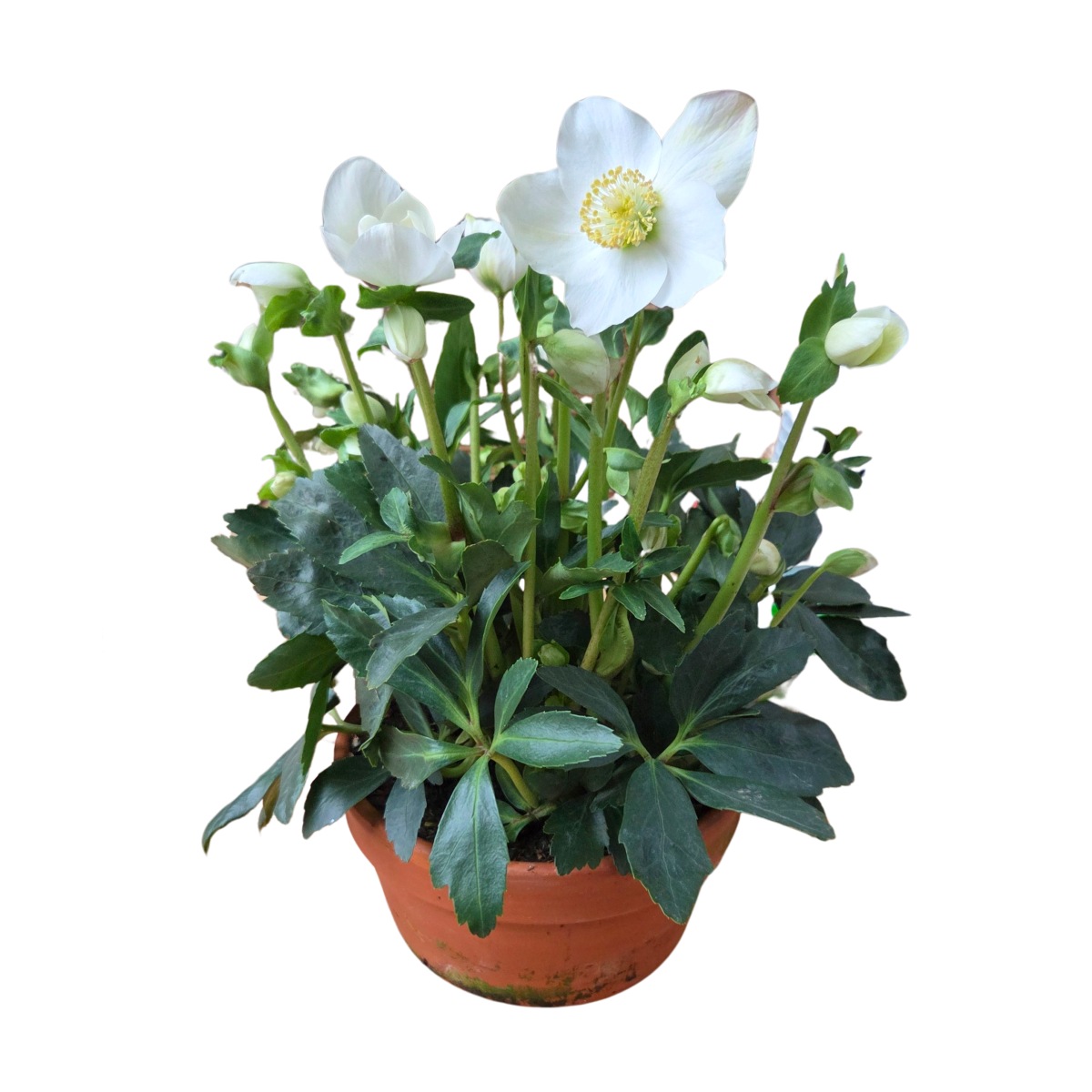 Rostliny - Čemeřice černá Wintersun květináč 21cm