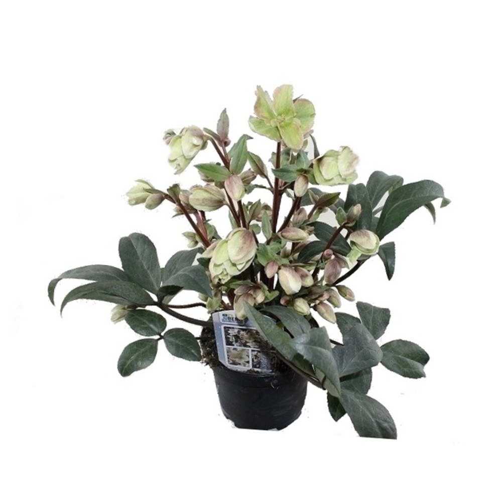 Čemeřice černá Wintersun květináč 21cm-0