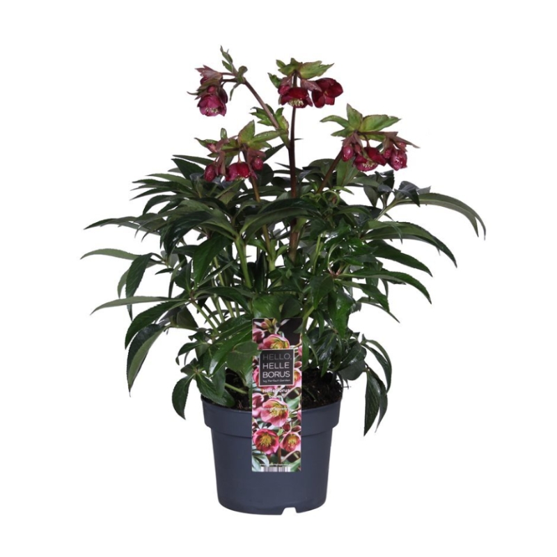 Stínomilné - Čemeřice Dacaya květináč 3 litry