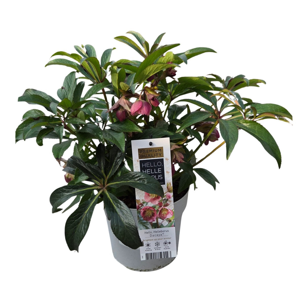 Čemeřice Dacaya květináč 3 litry-0