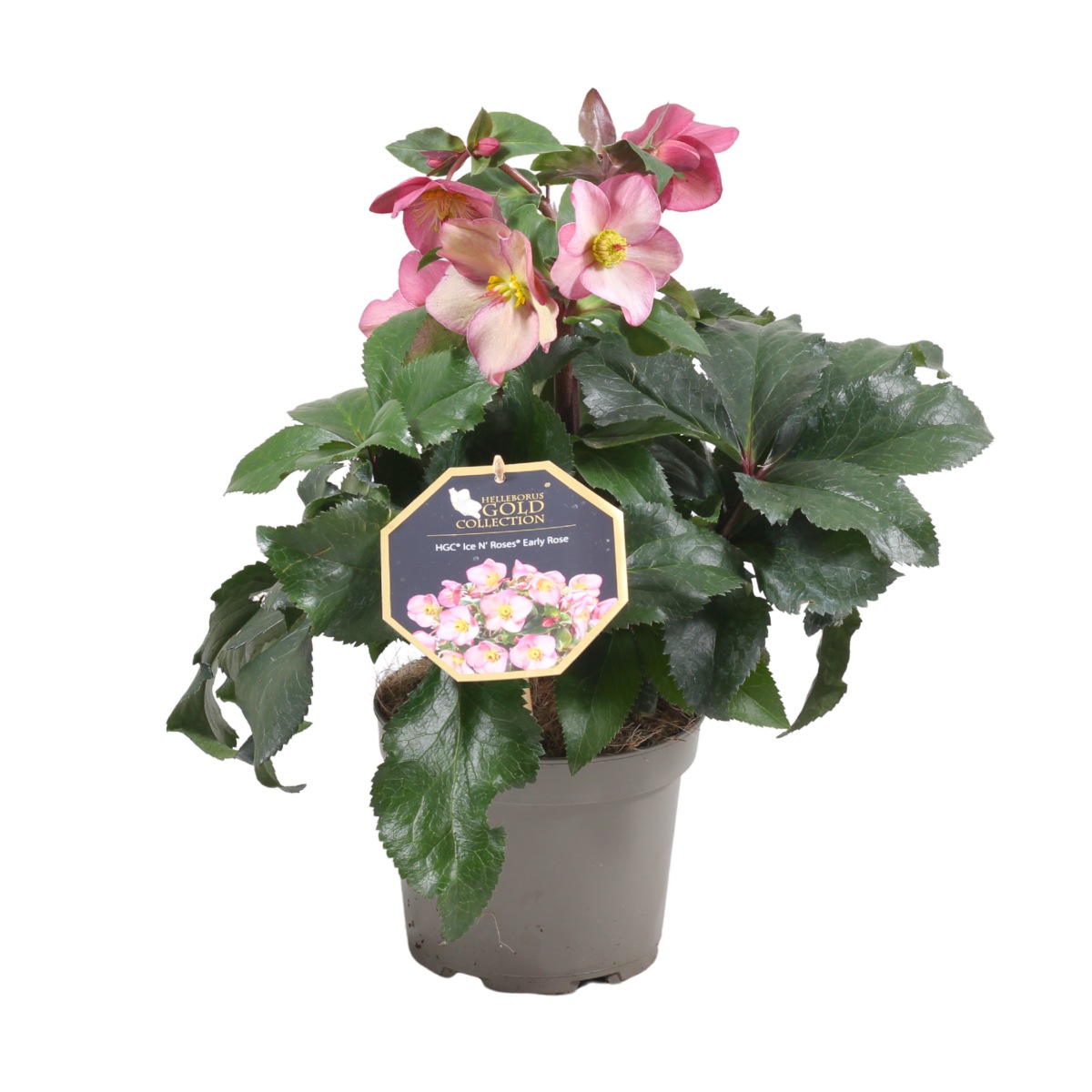 Rostliny - Čemeřice Early Rose květináč 17cm