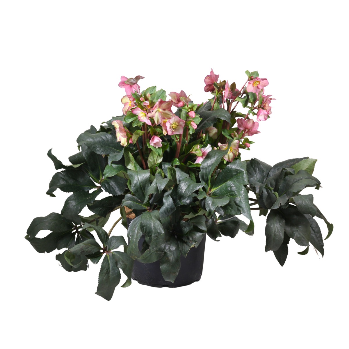 Rostliny - Čemeřice Early Rose květináč 30cm