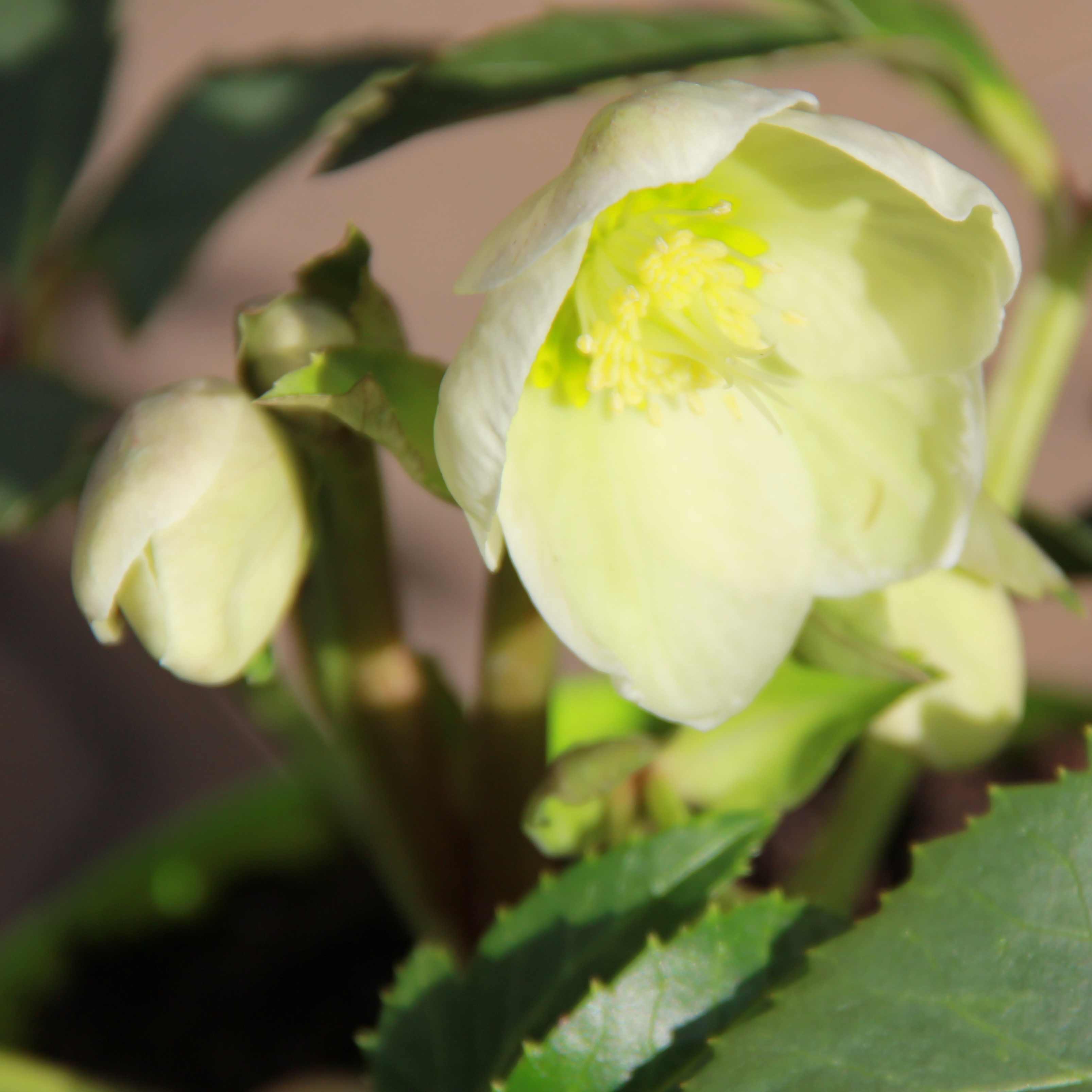 Stínomilné - Čemeřice 'Ice Breaker Fancy®' 2 litry