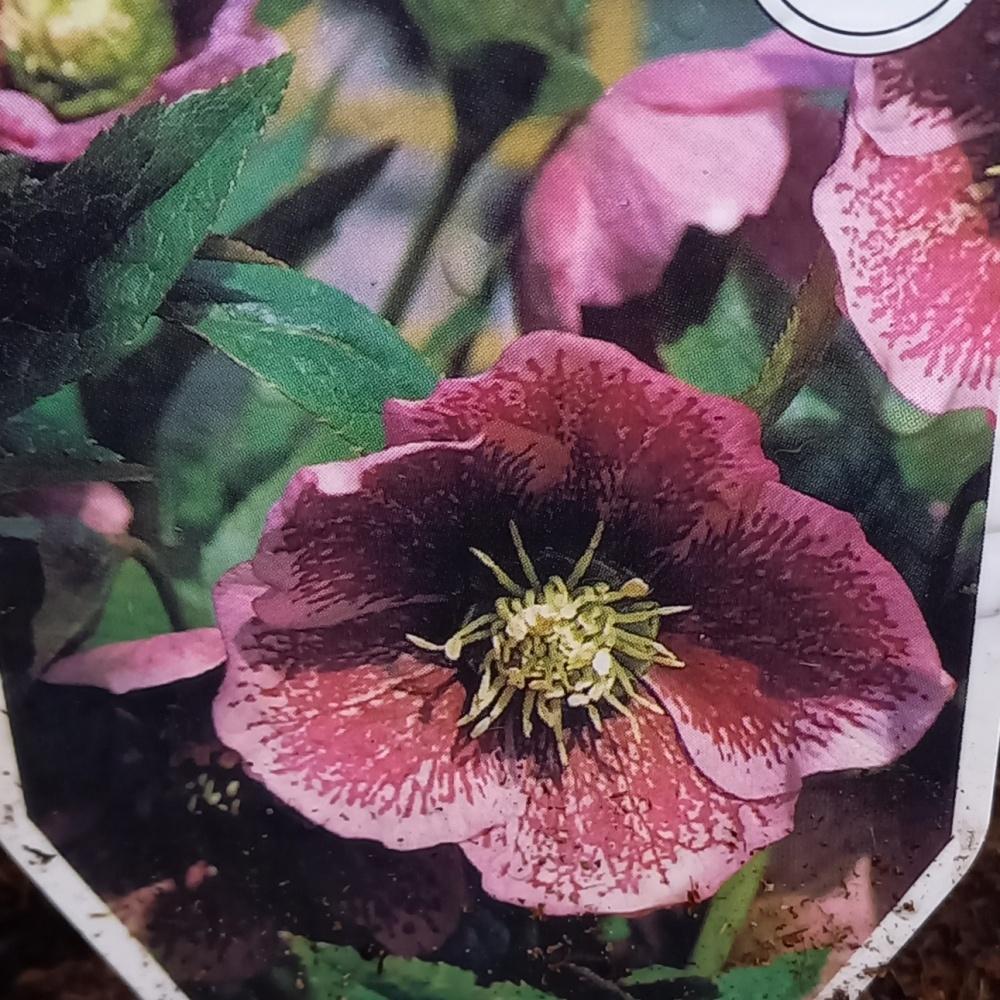 Stínomilné - Čemeřice Pennys Pink květináč 11cm