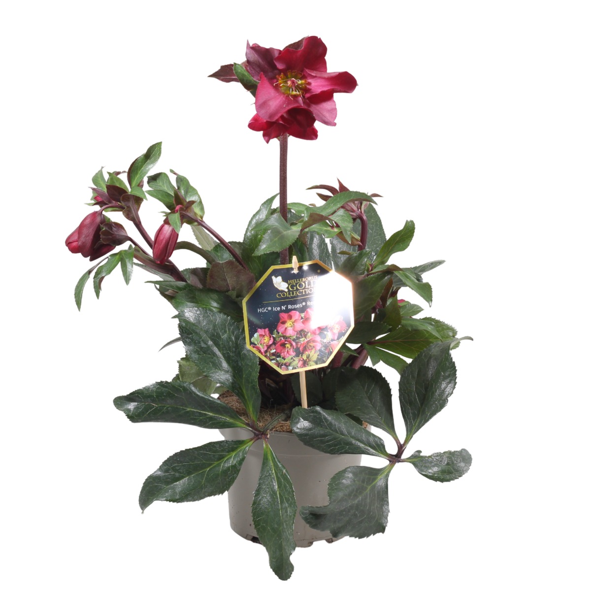 Stínomilné - Čemeřice Red Romance květináč 17cm