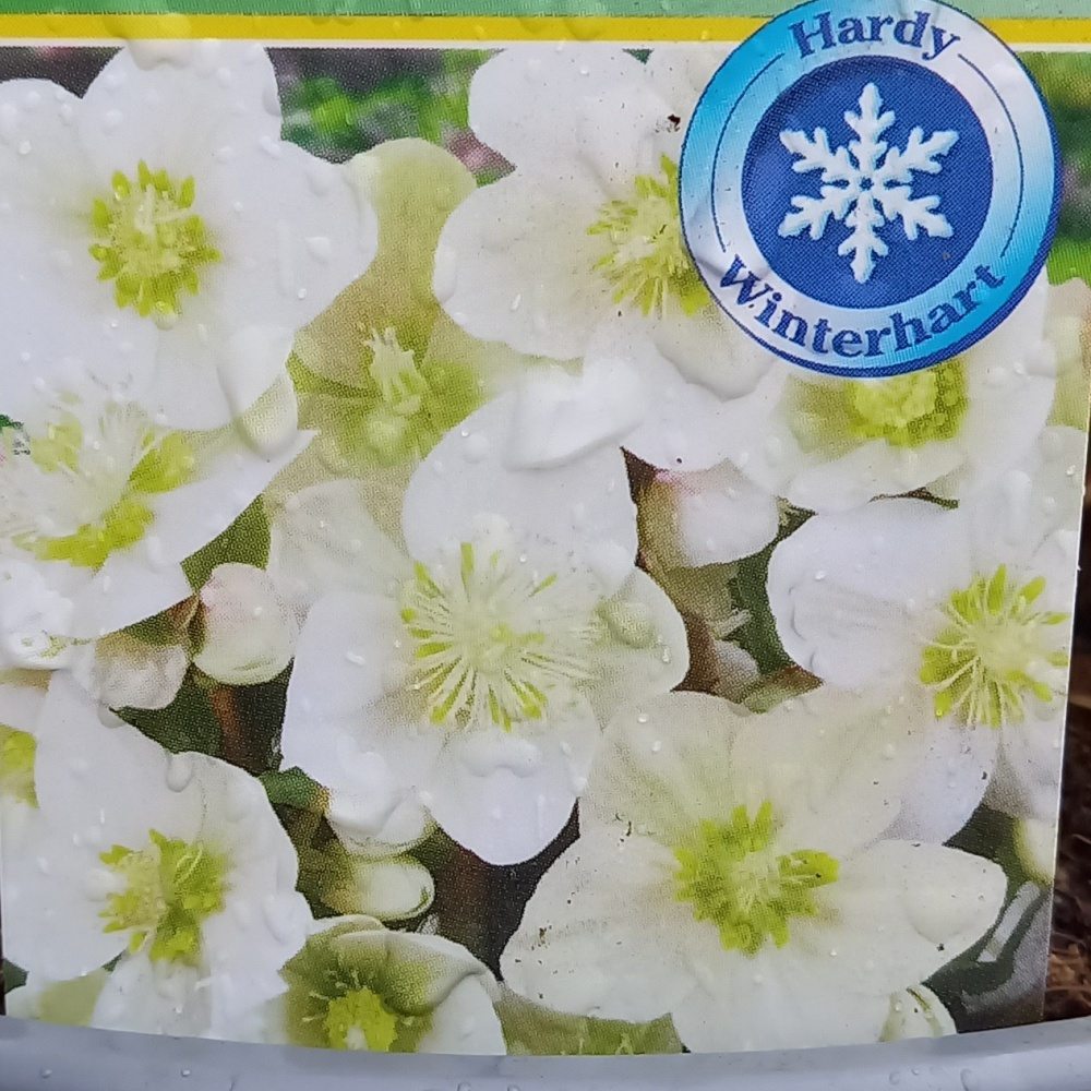 Rostliny - Čemeřice Shooting Star květináč 2 litry