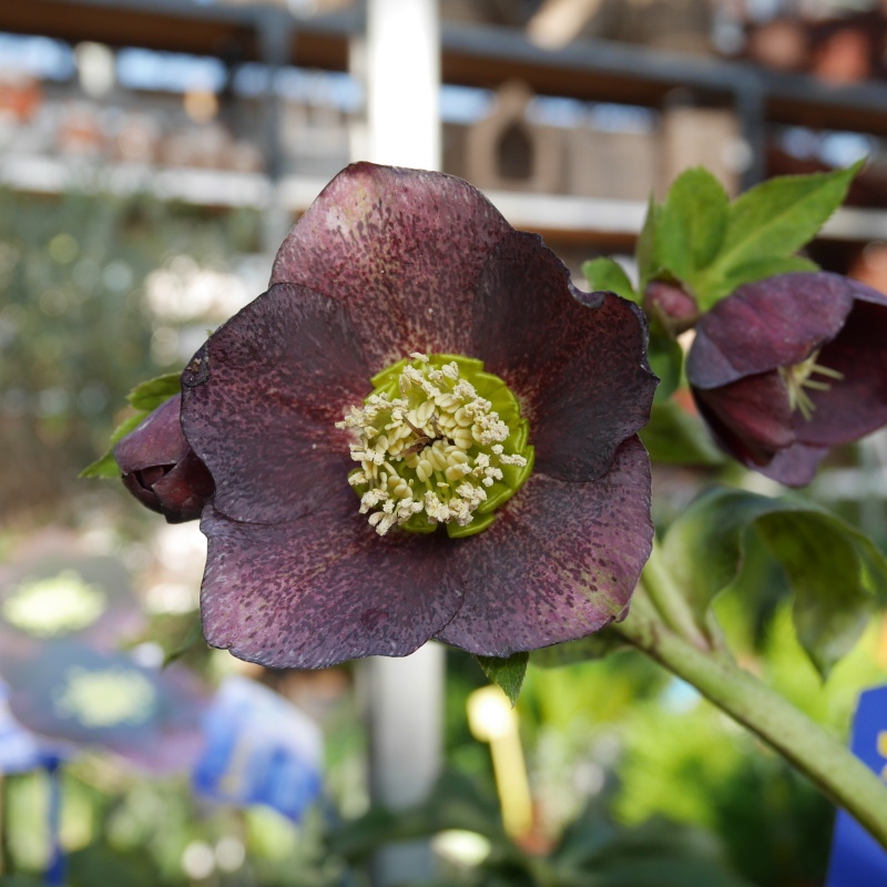 Stínomilné - Čemeřice 'Spring Promise 'Rachel' 2 litry