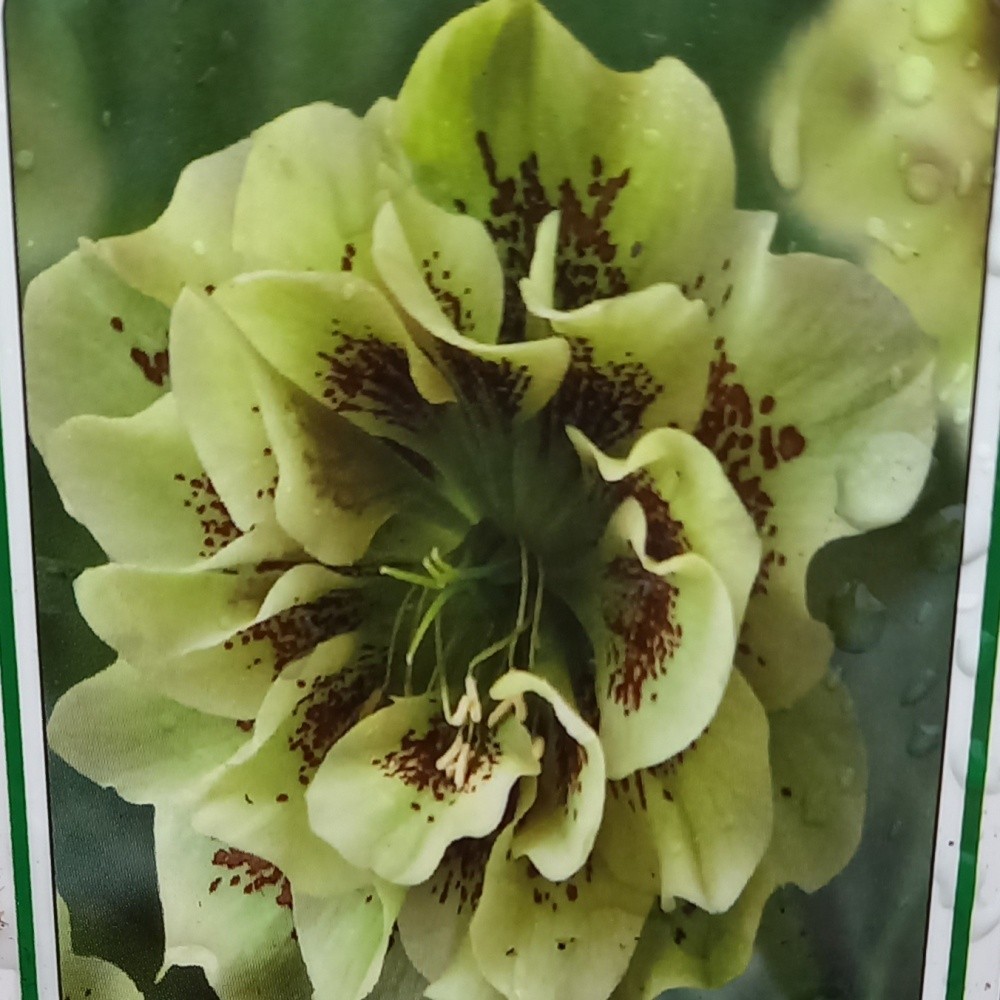 Stínomilné - Čemeřice východní Double Ellen Yellow Spotted květináč 11cm