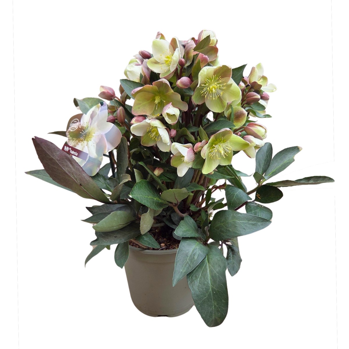 Rostliny - Čemeřice východní mix, květináč 3 litry