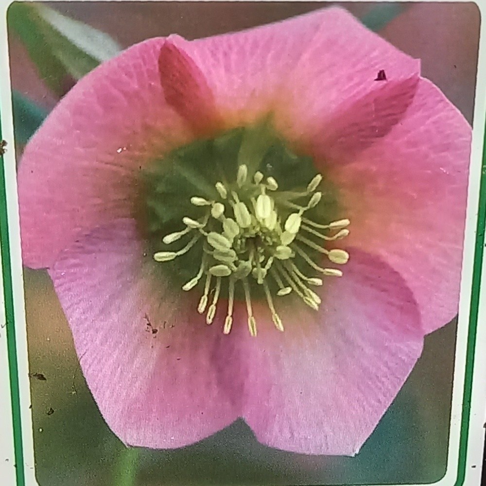 Stínomilné - Čemeřice východní 'Pretty Ellen Pink' květináč 11cm