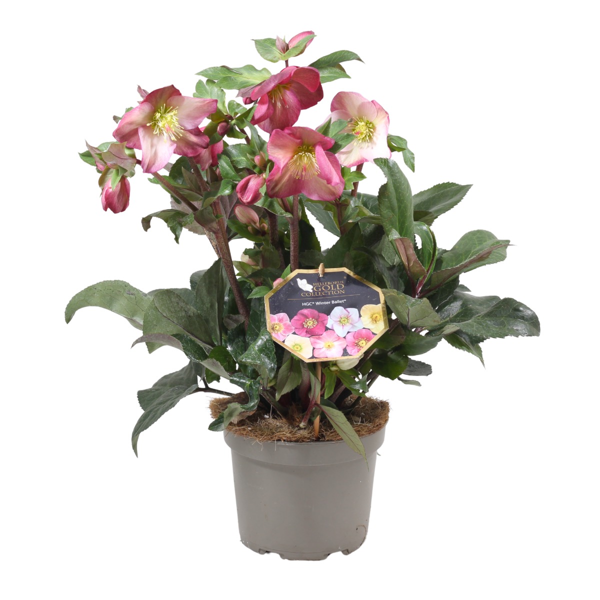 Rostliny - Čemeřice Winter Ballet květináč 17cm