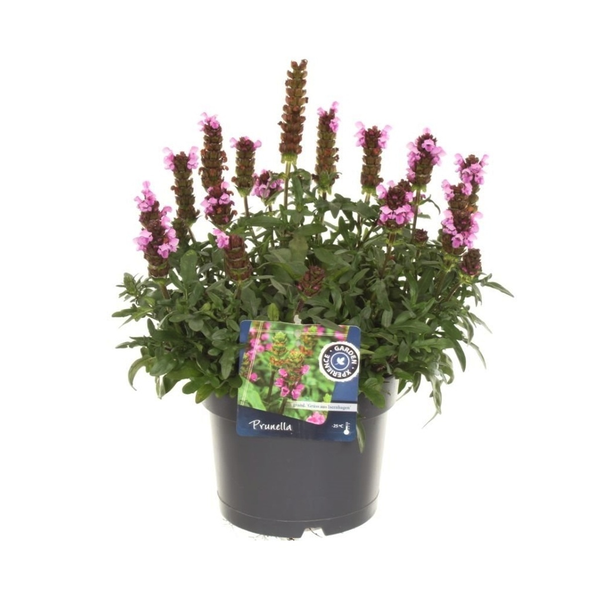 Na slunce - Černohlávek velkokvětý Gruss aus Isernhagen květináč 2 litry