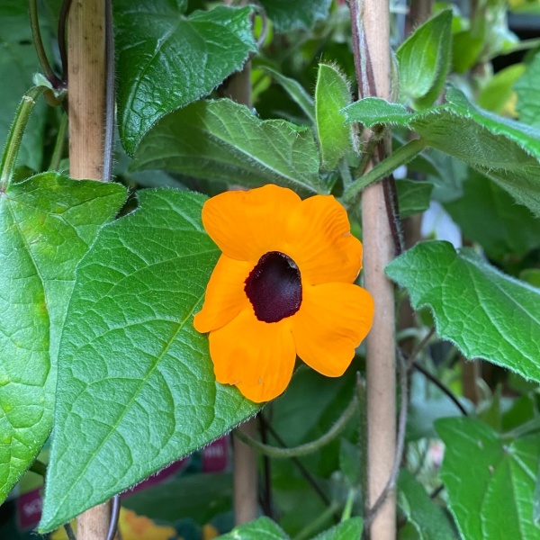 Rostliny - Černooká Zuzana, smatavka vyvazovaná, květináč 19cm