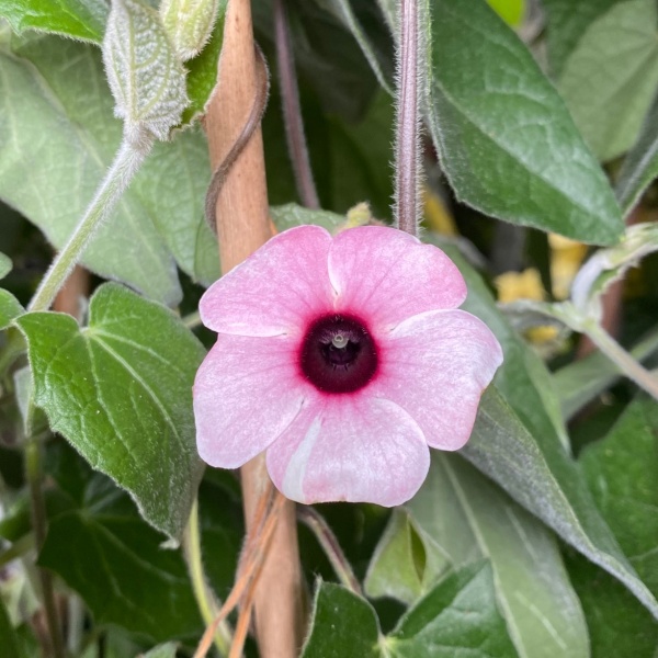 Černooká Zuzana, smatavka vyvazovaná, květináč 19cm-0