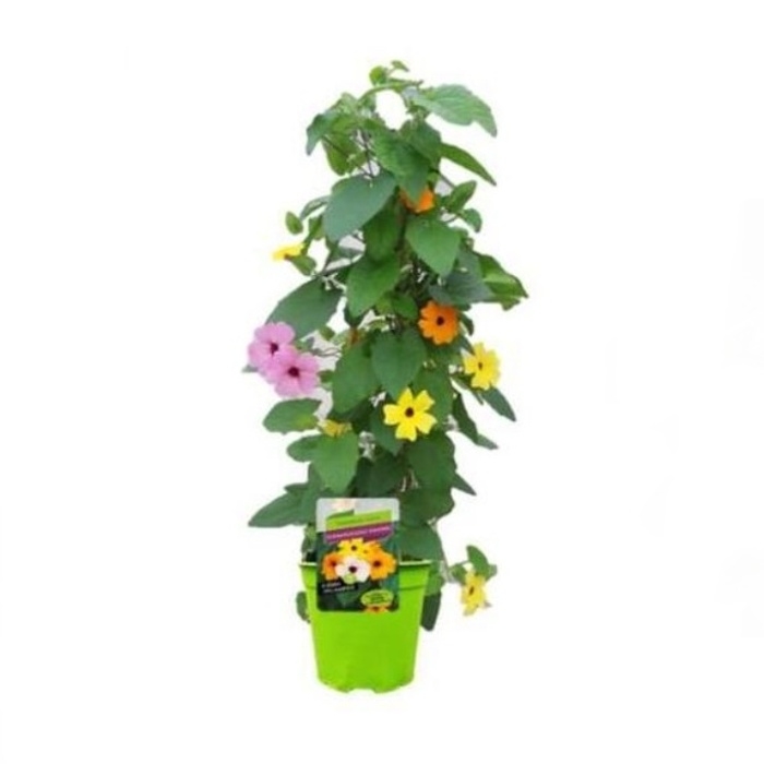 Ovíjivé a pnoucí květiny - Černooká Zuzana, smatavka vyvazovaná, květináč 19cm
