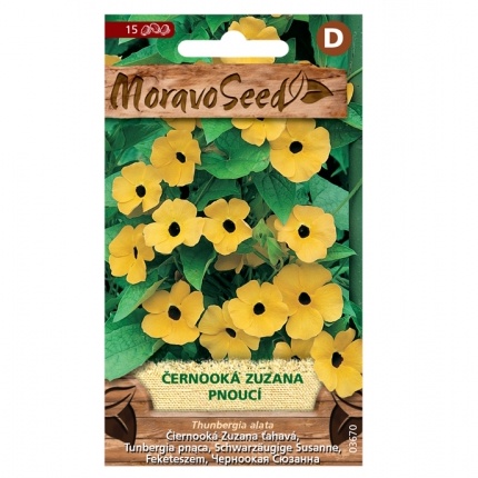 Osivo letniček - Černooká Zuzana (Tunbergie) (MS)