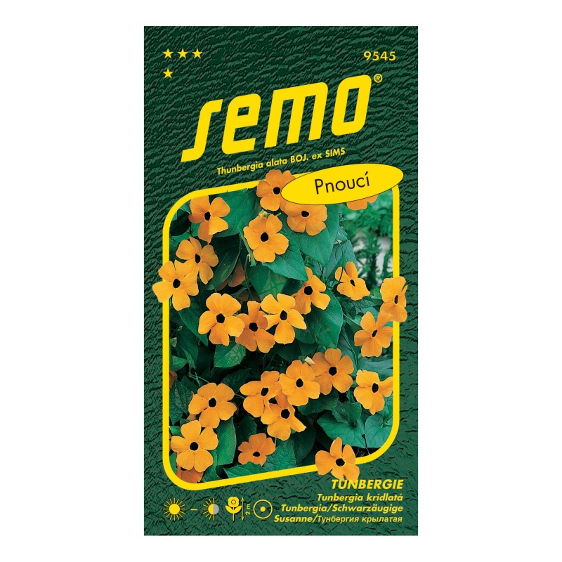 Černooká Zuzana Tunbergie oranžová s okem pnoucí-0