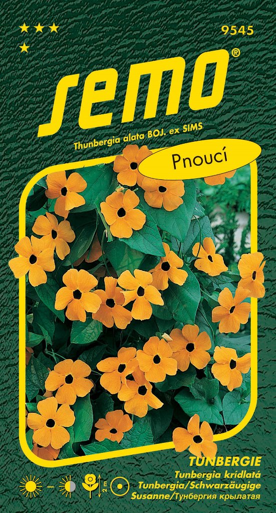 Osivo letniček - Černooká Zuzana Tunbergie oranžová s okem pnoucí