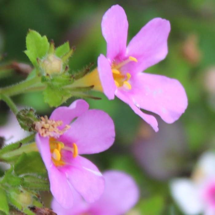 Červánek Lechuza Stone-0