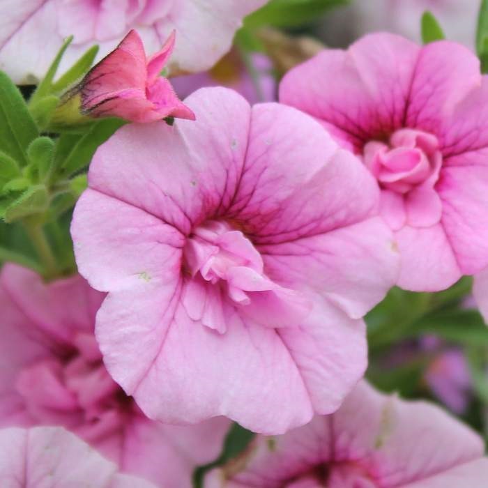 Červánek Lechuza Stone-1