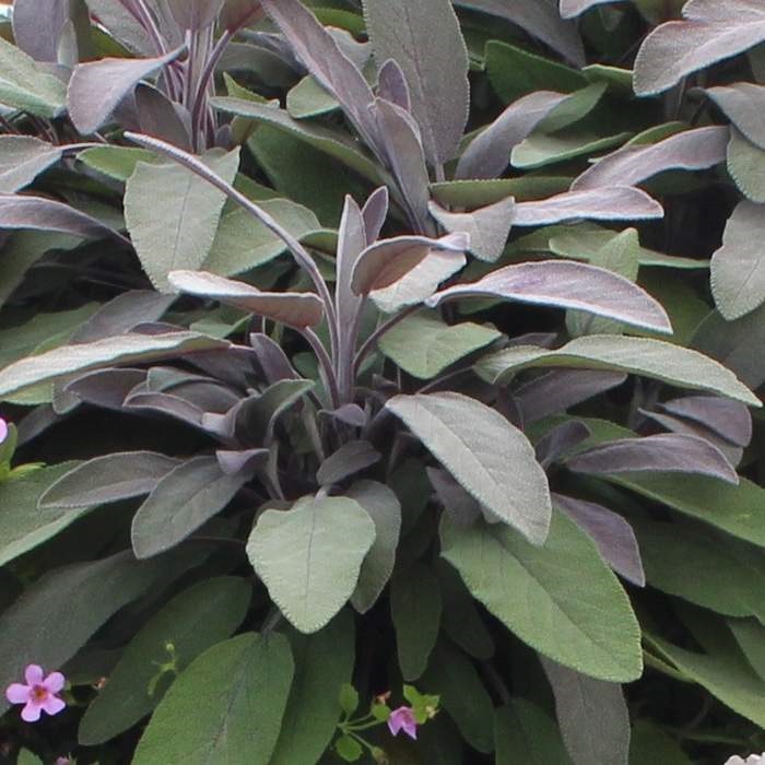 Červánek Lechuza-3