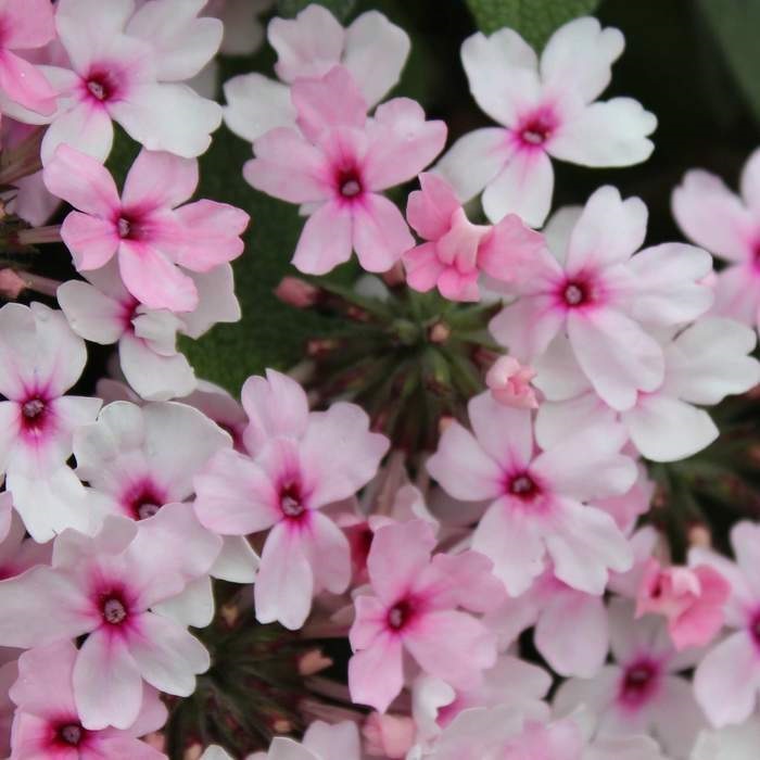 Červánek Lechuza-4