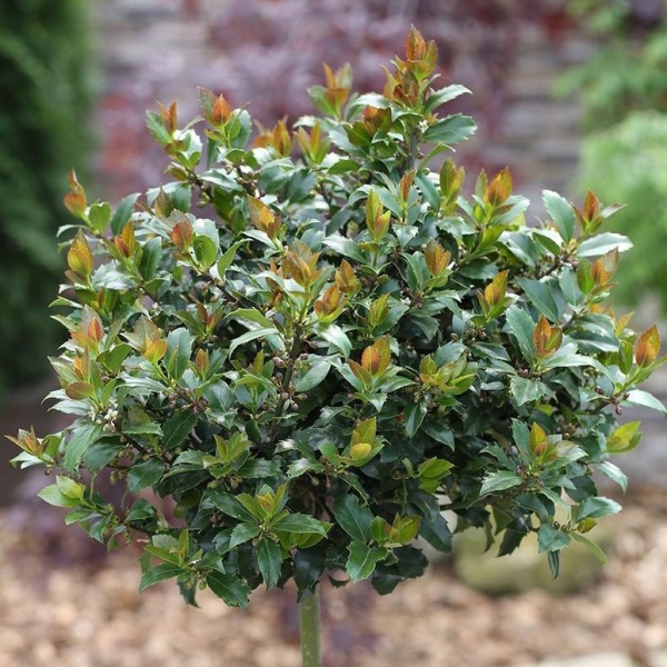 Stálezelené keře - Cesmína 'Blue Maid' kmínek 50cm, 3 litry