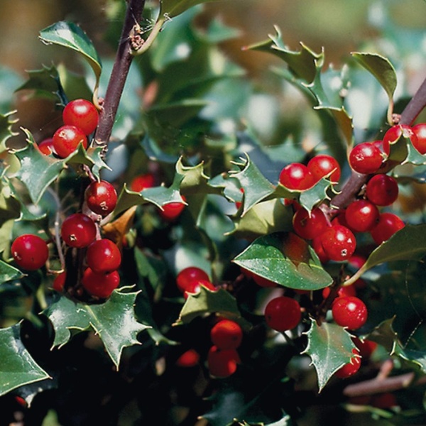 Cesmína 'Blue Maid' kmínek 50cm, 3 litry-0