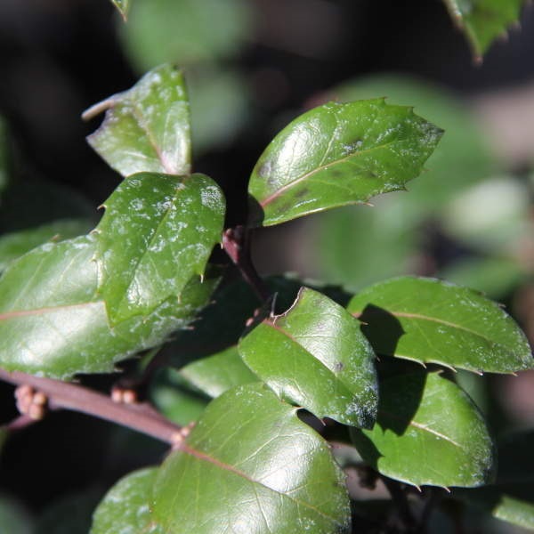 Stálezelené keře - Cesmína Heckenstar květináč 10 litrů, samice