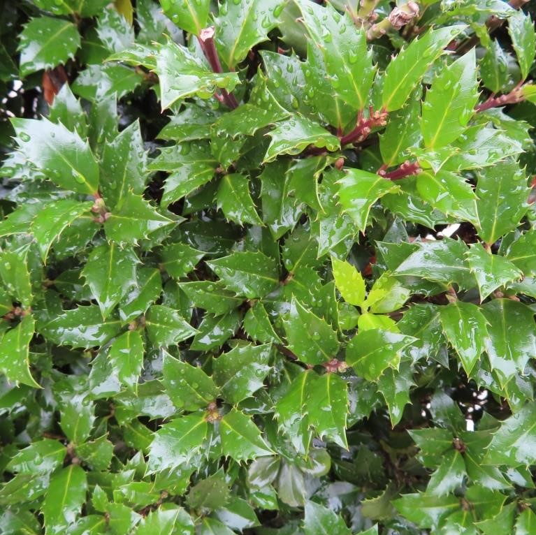 Stálezelené keře - Cesmína 'Heckenstar' květináč 80 litrů, výška 80/100cm, tvarovaný, plot, samice