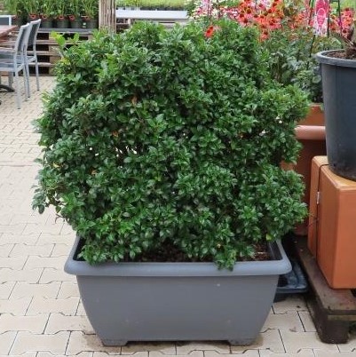 Cesmína 'Heckenstar' květináč 80 litrů, výška 80/100cm, tvarovaný, plot, samice-0